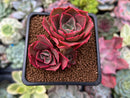 Echeveria 'Longissima' 2" Cluster Succulent Plant