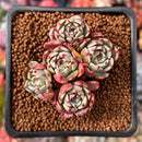 Echeveria 'Nanahukumini' 1" Cluster Succulent Plant