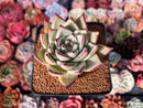 Echeveria Agavoides 'Nightingale' 4" Succulent Plant