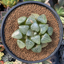 Haworthia 'Tsukikage' 3" Succulent Plant