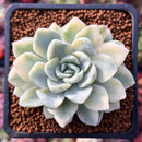 Echeveria 'Primera' Variegated 2" Succulent Plant