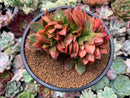 Echeveria 'Carnicolor' Crested 4" Succulent Plant