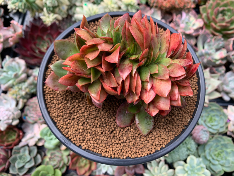 carnicolor succulent Echeveria 'Carnicolor' Crested 4" Succulent Plant – True Succulents Plant Co