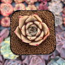 Echeveria Agavoides 'Sunny' 2" Succulent Plant