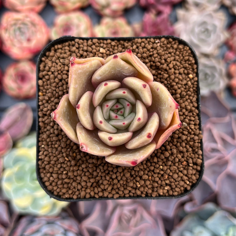 sunny succulents Echeveria Agavoides 'Sunny' 2