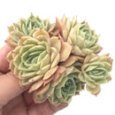Echeveria ‘Onslow’ Cluster 4" Rare Succulent Plant