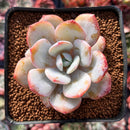 Echeveria 'Cream Tea' 2"-3" Succulent Plant