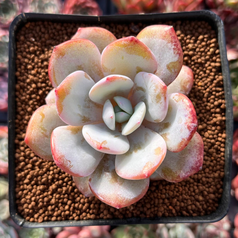 cream tea succulent Echeveria 'Cream Tea' 2