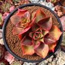 Echeveria 'Salsa Verde' 3"-4" Cluster Succulent Plant