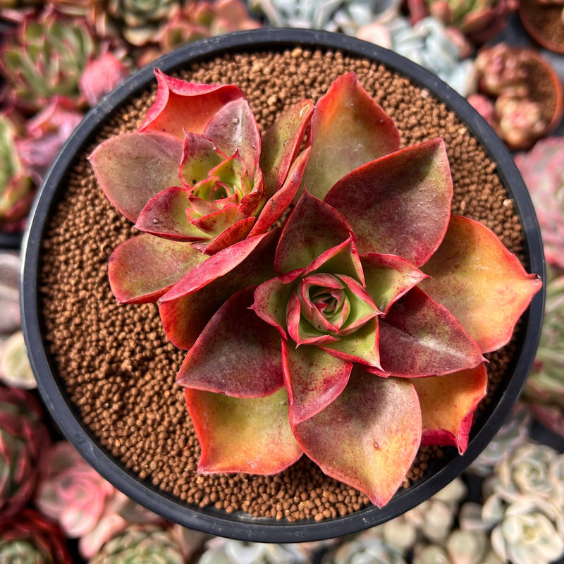salsa succulent Echeveria 'Salsa Verde' 3"-4" Cluster Succulent Plant – True Succulents  Plant Co
