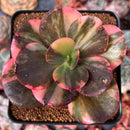 Echeveria 'Primadonna' Variegated 3" Succulent Plant