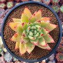 Echeveria Agavoides 'Ebony' Hybrid 3" Succulent Plant