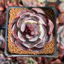 Echeveria 'Odette' 2" Succulent Plant