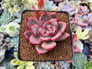 Echeveria 'Ratam' 2"-3" Succulent Plant