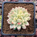 Echeveria 'Mebina' Variegated 2" Succulent Plant