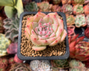 Echeveria 'Maria' 1" Succulent Plant