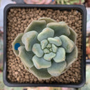 Echeveria 'Cream Puff' 2" New Hybrid Succulent Plant