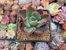 Echeveria 'Santorini' 2" New Hybrid Succulent Plant