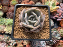 Echeveria 'Lilacina' Mutated 2" Succulent Plant