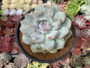 Echeveria 'Orange Monroe' 3"-4" Succulent Plant