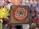 Echeveria 'Crown Drop' 1"-2" Succulent Plant