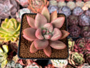 Graptoveria 'Ruby Donna' 3" Succulent Plant