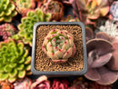 Echeveria 'Monroe Chanel' 1" Succulent Plant