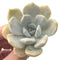 Echeveria 'Tiramisu' 2"-3" Succulent Plant