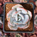 Echeveria 'Cream Tea' 2" Powdery Succulent Plant
