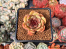 Echeveria 'Russet Plum' 1" (First Generation Seed Grown) Succulent Plant