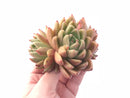Echeveria Agavoides ‘Wax Cluster 3” Rare Succulent Plant