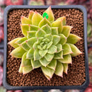 Echeveria Agavoides 'Francesca' Variegated 1"-2" Succulent Plant