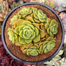 Aeonium 'Lily Pad' 4"-5" Cluster Succulent Plant