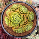 Aeonium 'Lily Pad' 4"-5" Cluster Succulent Plant