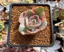 Echeveria 'Beyonce' Variegated 1"-2" Small Succulent Plant