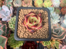 Echeveria Agavoides 'Maria' Superclone 1" Succulent Plant