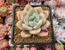 Echeveria 'White Champaign' 3" Succulent Plant