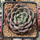 Echeveria 'Puggle' 3" Succulent Plant