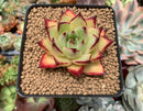 Echeveria Agavoides 'Ebony' 2" Succulent Plant