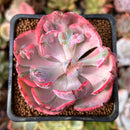 Echeveria 'Beyonce' Variegated 2" Succulent Plant