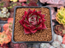 Echeveria Agavoides 'Hongbyul' 2" Succulent Plant