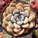 Graptoveria 'Opalina' 4" Succulent Plant