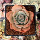 Echeveria 'Lemon Tree' 2" Succulent Plant