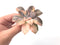 Quetzalcoatlia 'Pentandra Superba' Variegated 3" Succulent Plant (Formerly Graptopetalum 'Pentandrum Superbum' Variegated)