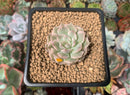 Echeveria 'Margaret' Variegated 1" Succulent Plant