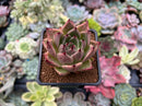 Echeveria Agavoides 'Ebony' Hybrid 1" Succulent Plant