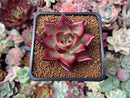Echeveria Agavoides 'Red Beach' 2" Succulent Plant