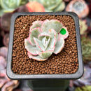 Echeveria 'Berkley Light' Variegated 1” Succulent Plant