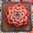 Echeveria Agavoides sp. 2" Succulent Plant
