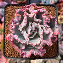 Echeveria 'Cleopatra' 3" Succulent Plant